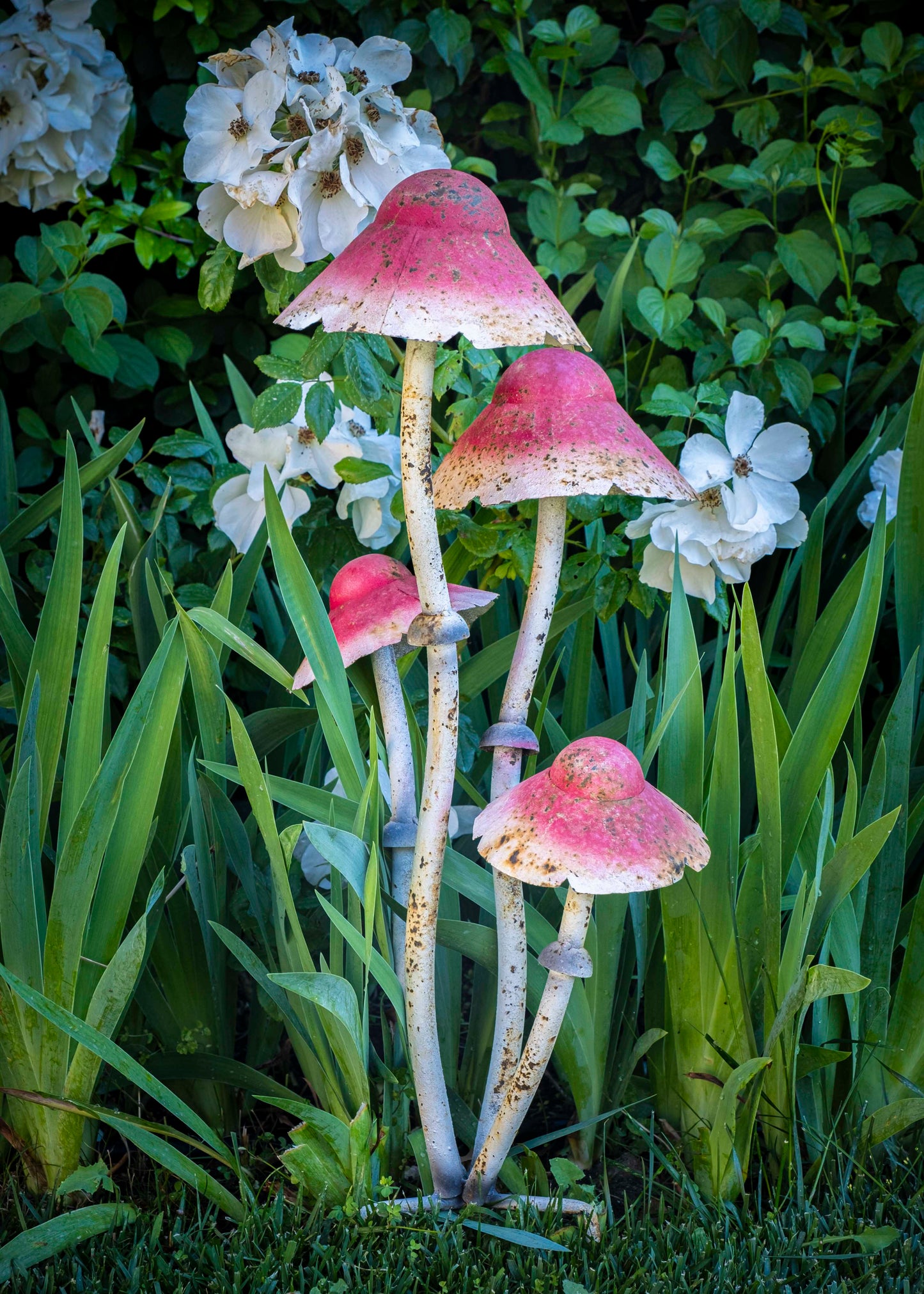 Les champignons