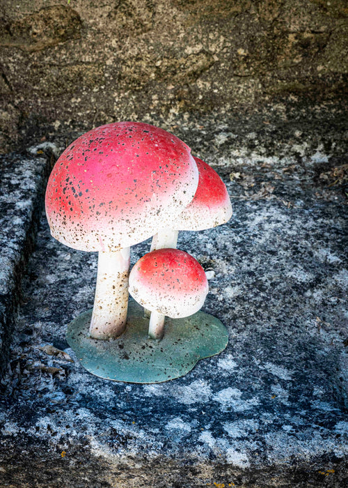 Charger l'image 1 dans la galerie. Les champignons