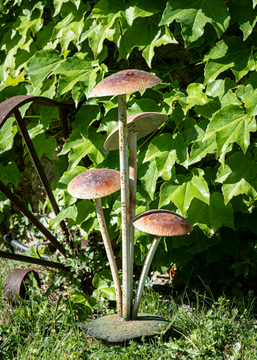 Charger l'image 1 dans la galerie. Les champignons