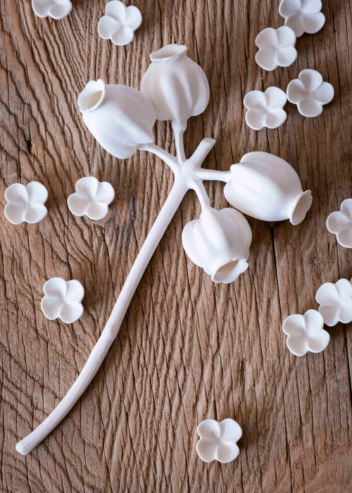 Charger l&#39;image 1 dans la galerie. Enkianthus